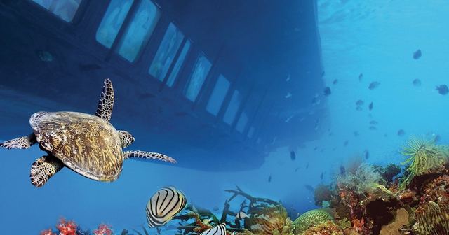 A sea turtle and reef fish beneath the hull of a glass-bottom boat