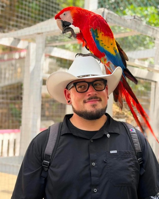 A scarlet macaw perched on a guest's cowboy hat