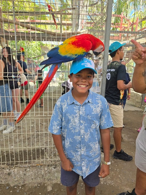 A scarlet macaw checking out a young guest's Honduras cap