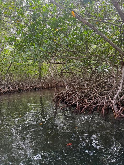 Still water and tangled mangrove roots under a green canopy