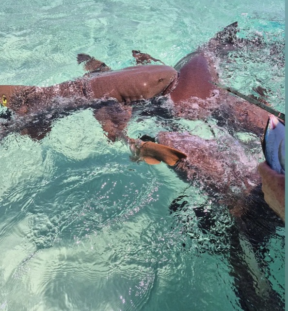 Nurse sharks crowding the surface in clear turquoise water