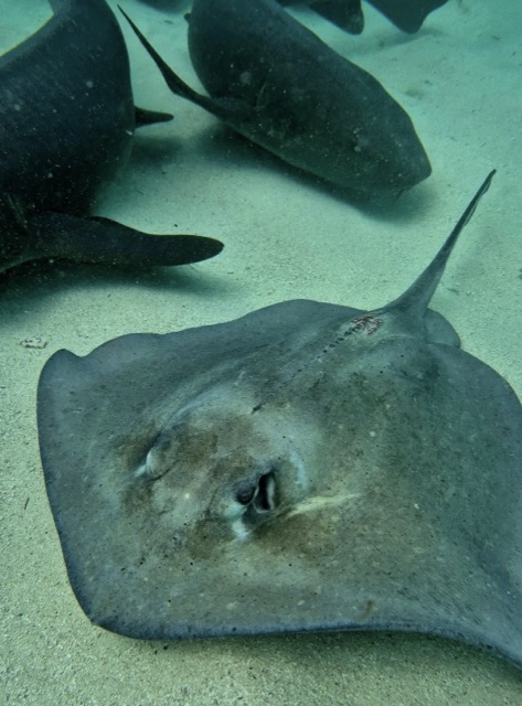 A stingray on the sand with nurse sharks swimming behind it