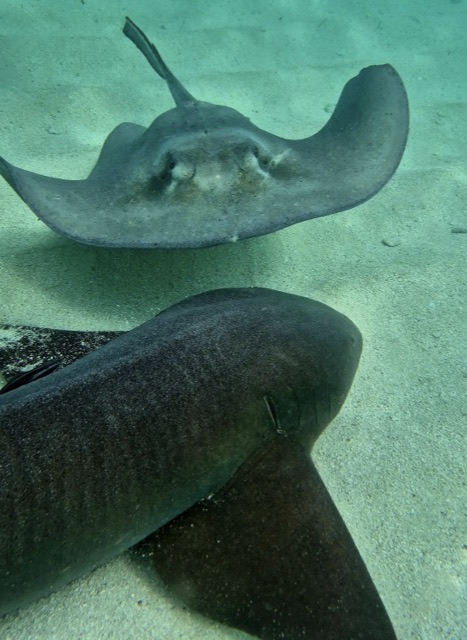 A stingray and a nurse shark side by side on the sea floor
