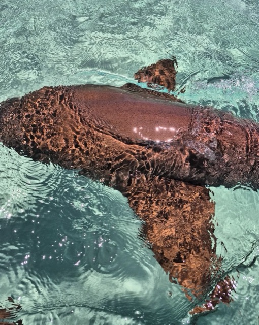 A nurse shark cruising just under the surface in clear turquoise water