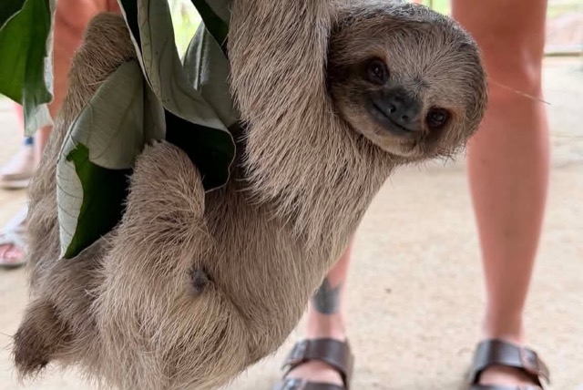 A two-toed sloth hanging out at a Roatán animal sanctuary